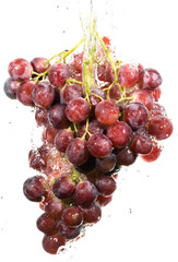 Cluster of grapes in water drops..