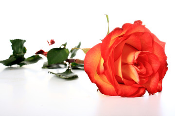 Fototapeta premium Rose