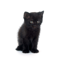 Black kitten on white background