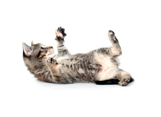 Tabby kitten laying down on white background