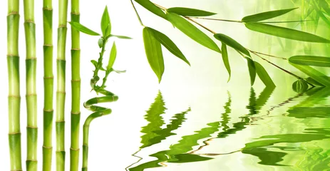 Poster Bambou bamboo and water reflection