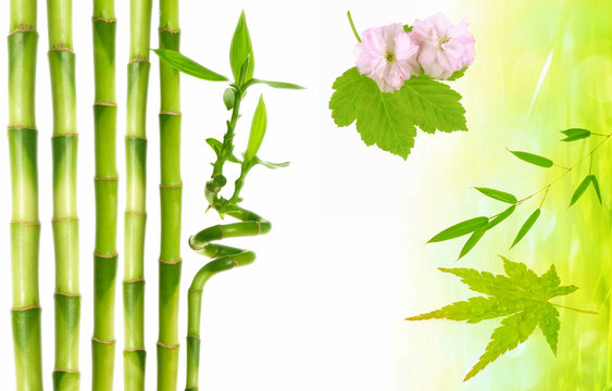 japan plants, bamboo, sakura, maple