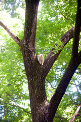White cat in a tree
