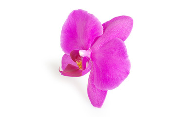Fototapeta premium orchid