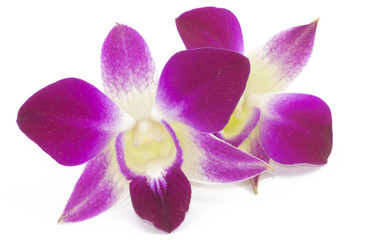 Orchid