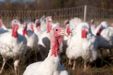 Pasture raised turkeys