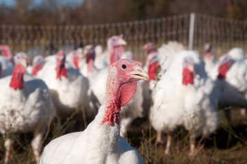 Pasture raised turkeys