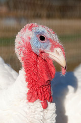 Portrait of a turkey