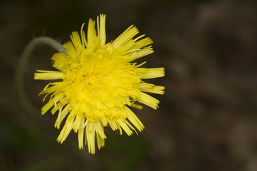Jastrzębiec Lachenala Hieracium lachenalii © Gucio_55
