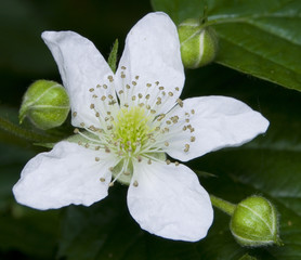 Jeżyna ożyna ostrężyna Rubus © Gucio_55