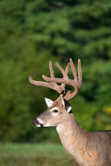 white-tailed deer buck with velvet antlers
