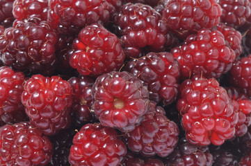raspberries