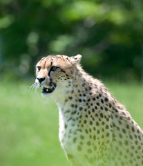 Cheetah sitting in a field