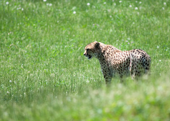 Cheetah sitting in a field