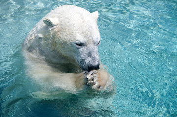 Polar bear in the water