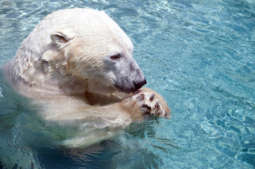 Polar bear in the water