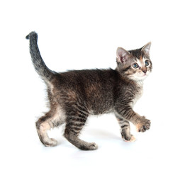 Tabby kitten swinging its paw