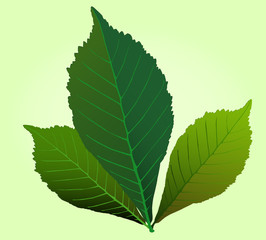 leaf vector