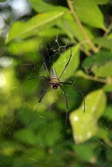L'araignée à 7 pattes