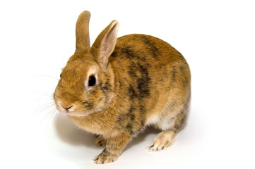 rabbit