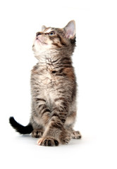 Fototapeta premium Cute tabby kitten playing