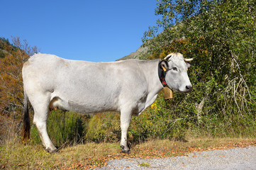 vache de montagne