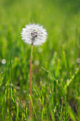 single dandelion in the grass