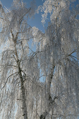 Winter tree