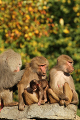 Naklejka premium Baboons with baby sitting on a rock