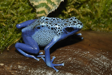 Blauer Pfeilgiftfrosch