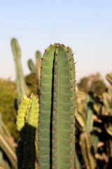 Cacti