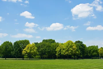 Foto auf Acrylglas Sommer Tree Line with Sky