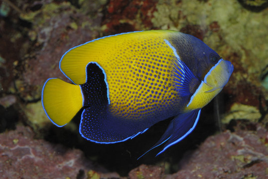 Kaiserfisch