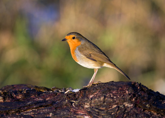 Robin on log (profile)