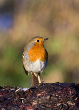 Robin front view