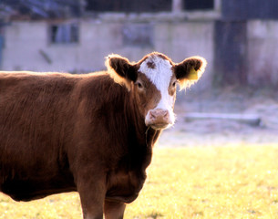 Cow On Farm
