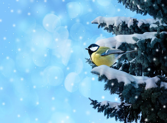 Fototapeta premium winter card with little bird