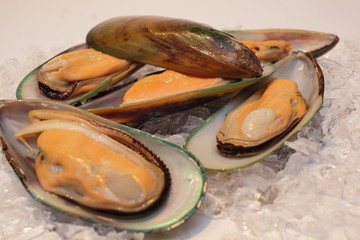 grünschalmuscheln
