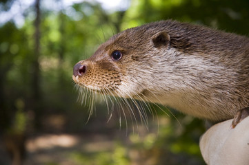 European otter (Lutra lutra lutra) in hand
