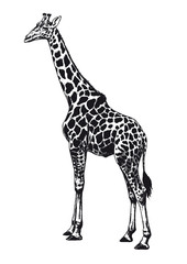 girafe3
