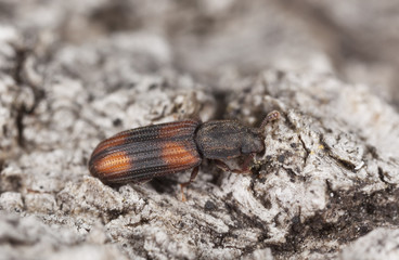 Bark beetle on wood macro photo