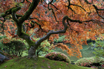 Fototapeta na wymiar Klon czerwony, ogród japoński
