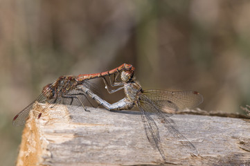 libellule in amore 2