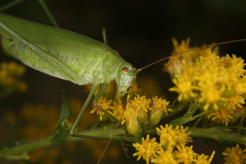Gemeine Sichelschrecke (Phaneroptera falcata)