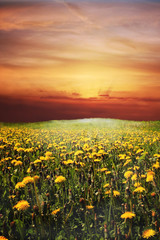 flowering dandelion on meadow