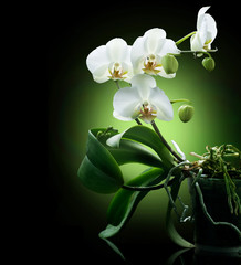 Naklejka na ściany i meble Piękna Biała Orchidea samodzielnie na czarny
