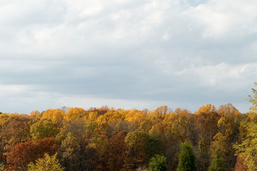 Autumn Fall Forrest Trees Yellow and Red Gray Sky Clouds