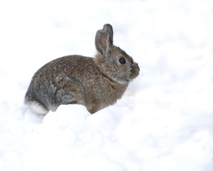 Cottontail Rabbit in the Snow