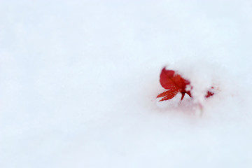 赤い落ち葉と雪