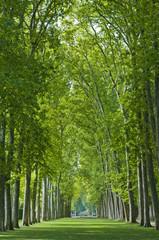 A towering row of maples.